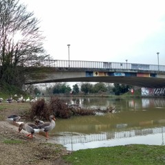 Donnington Bridge Geese