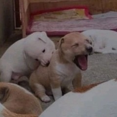 the dog