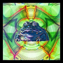 Croak of the frog