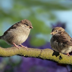 Les Oiseaux (Cover, Pomme)