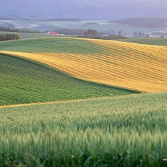 The Land Of Milk And Honey