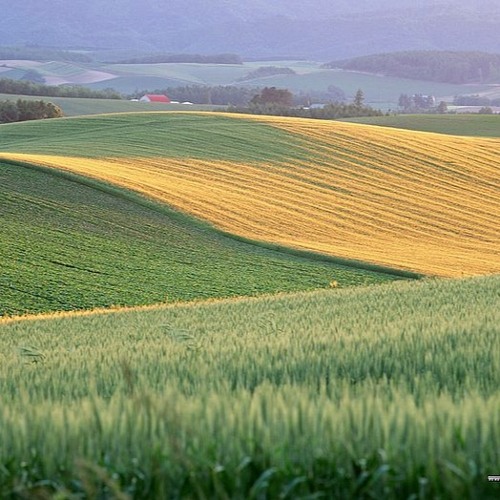 The Land Of Milk And Honey