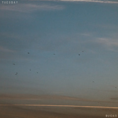 Tuesday - Bucko