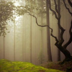 I ve heard It In the forest