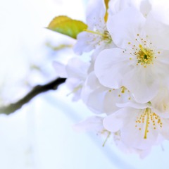 White Flower __ Robert Babicz