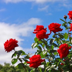 Ramiro Drisdale - No More