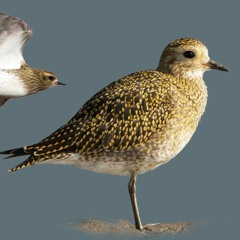 European Golden Plover (Pluvialis apricaria) Niels Van Doninck