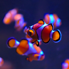 Elastic Sunset (new).mp3