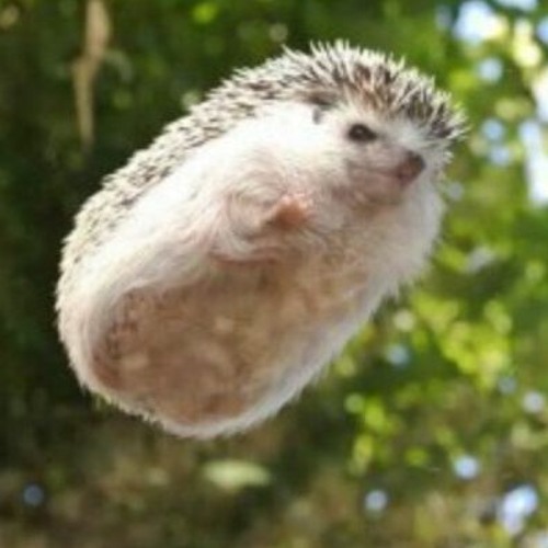 고슴도치 Hedgehog