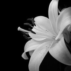 YULIAA "DRABUSHEYKA"