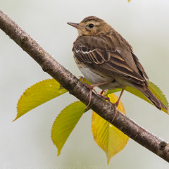 Tree Pipit Song and Calls - MixPre-7641