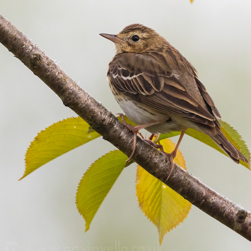 Tree Pipit Song and Calls - MixPre-7641