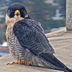 Peregrine