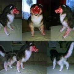 pet shop prod fuckingstoner