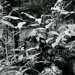 CODECAST X - Gannein - Jungle Submersion