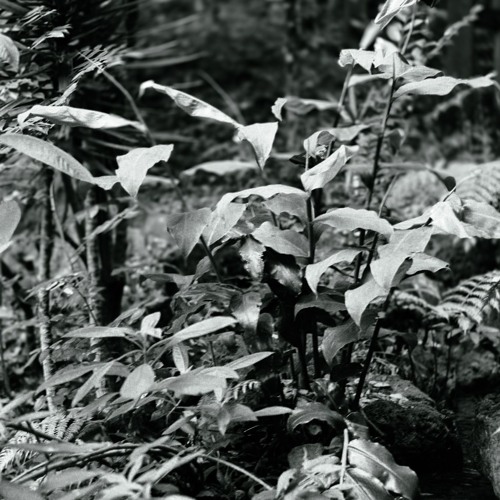 CODECAST X - Gannein - Jungle Submersion