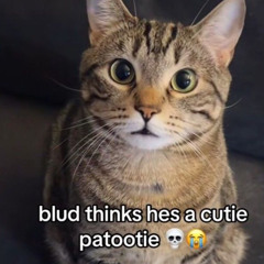Cutie Cat