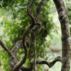 Fixate - Here I Come Acid Mix