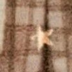 ラップショーツ