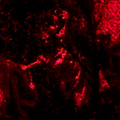 Mind Off (Freddie Dredd x MEMPHIS Type Beat)