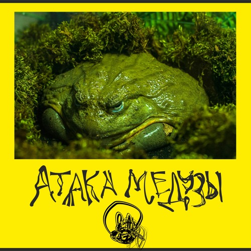 Жаба Купить