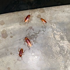 madness_demo03_FA.mp3