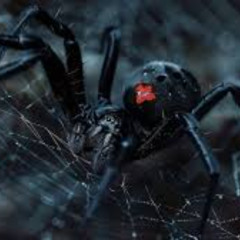 Dark House White Widow (VIP)