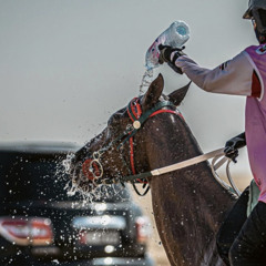 نيران هجن العاصفة || ميحد حمد