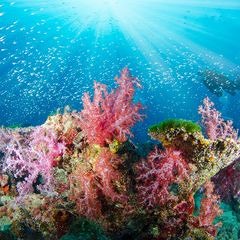 Around the Coral (Ambient Soundscape)