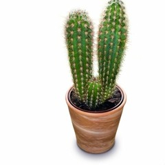 Ein Kleiner Grüner Kaktus!