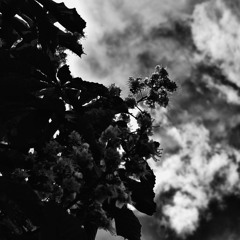 Conker Trees Above Us (headphones edition)