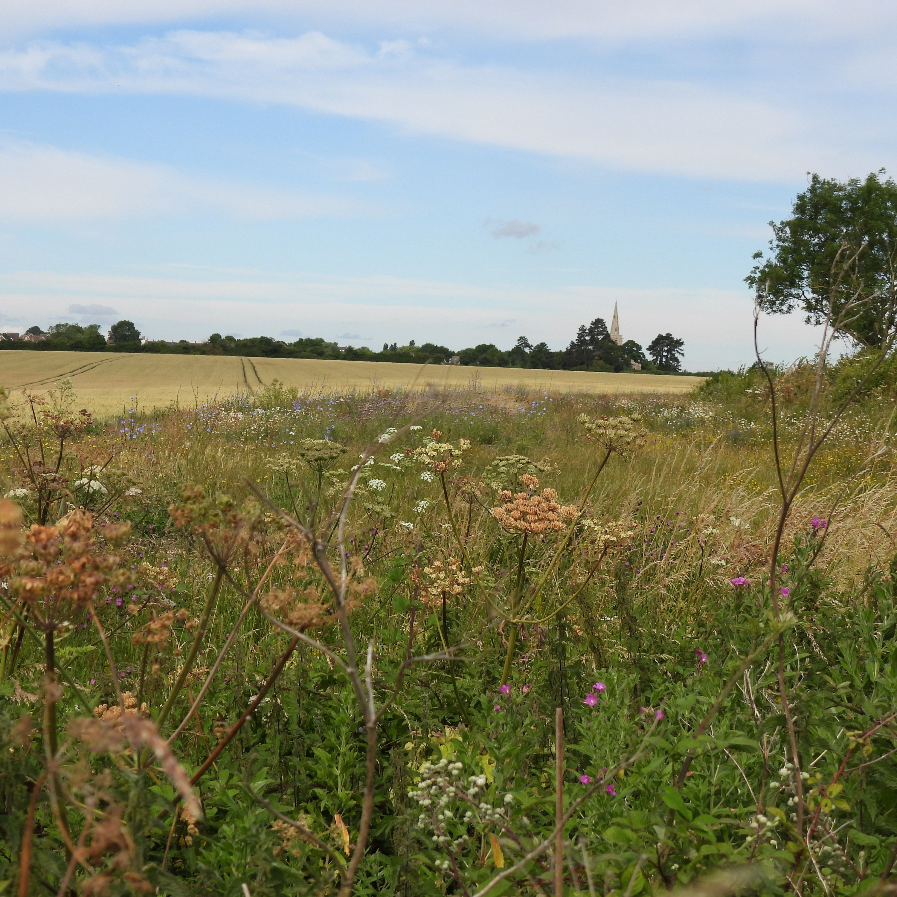 2023 STRAIGHT FROM THE FIELDS 13 - SOIL AND LAND MANAGEMENT EFFECTS ON FARMLAND BIRDS.WAV episode artwork