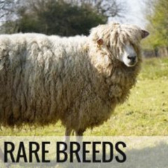 Rare Breeds