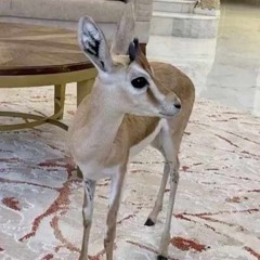 يا غزال ارجوك قل لي يا غزال.. شوالذي يابك على شاطيء البحر