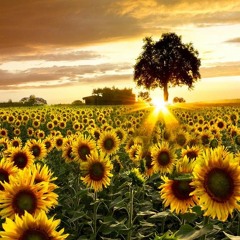 Fields of Gold - Acoustic ( Vocal cover by Teresia-Lee