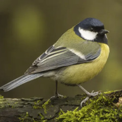 A strange song in the forest? Often a Great Tit!