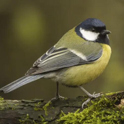 A strange song in the forest? Often a Great Tit!