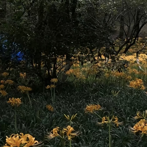 birdsong flawed mangoes slowed