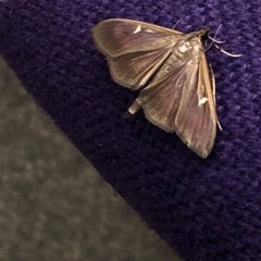 Jasmine Moth