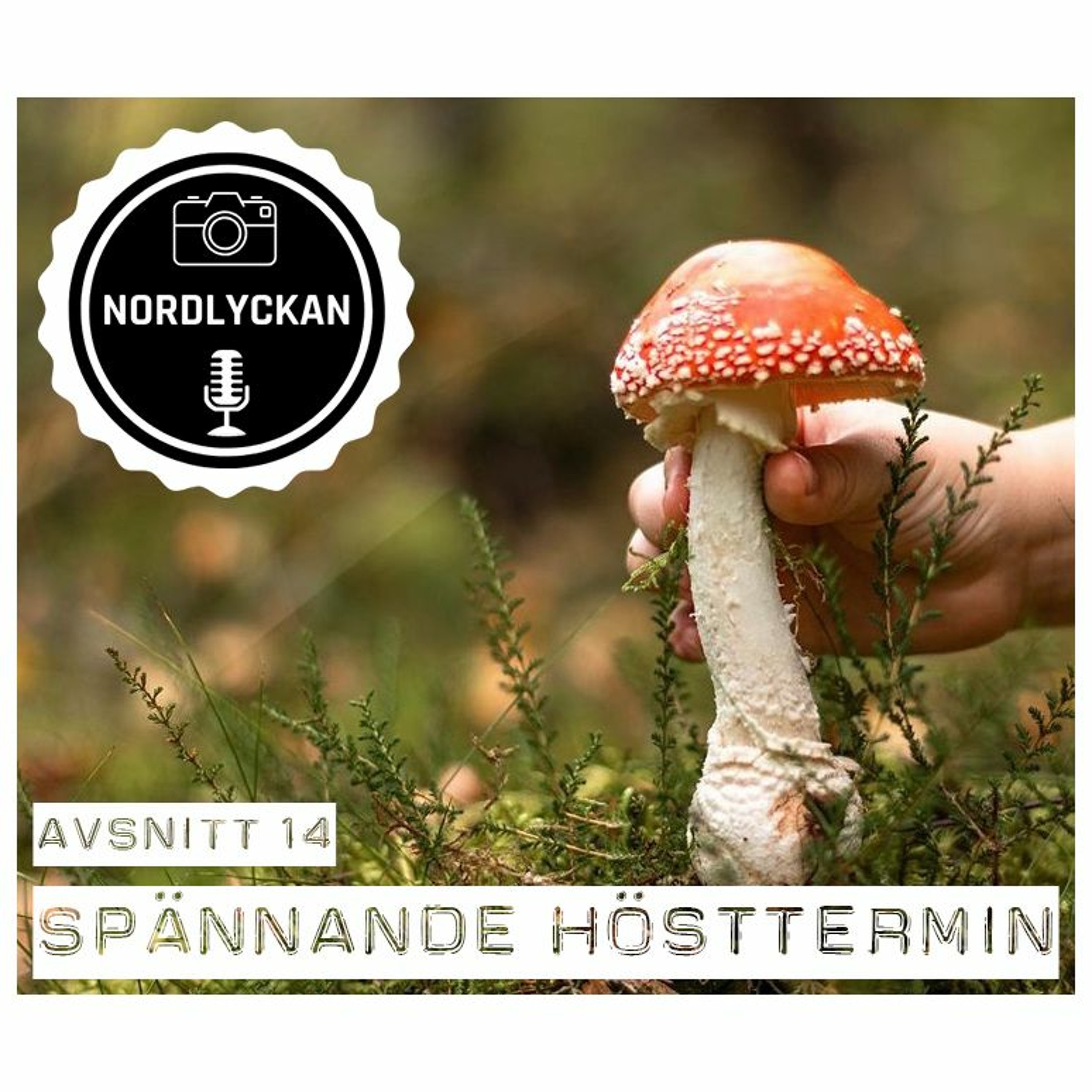 Nordlyckan