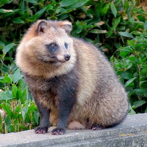 O encantador Tata Tanuki