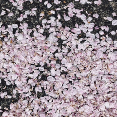Soundscapes Journal 13 April 2025