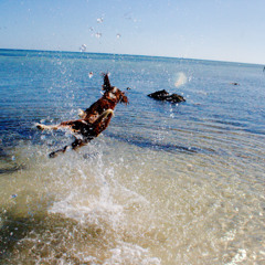 TheOcean