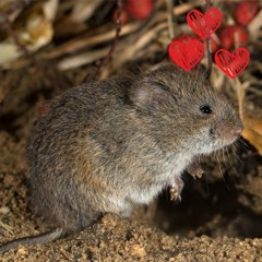 להתמכר לאהבה