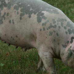 Dialekte 1: Österreichisch