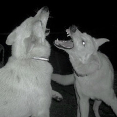 wishing well w/ dutchfashoo