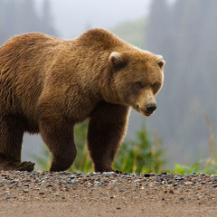 lonely bear in late april