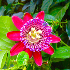 O Semeador (autoria)