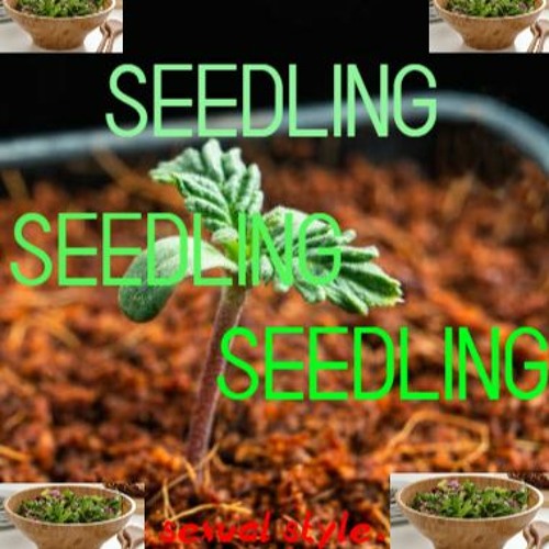 Seedlings