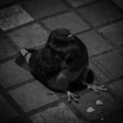 PIGEON (prod.pranav)